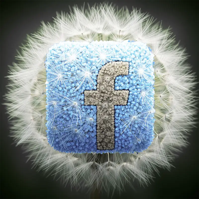 Facebook dandelion